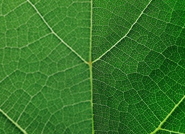 Nærbilde av et detaljert blad